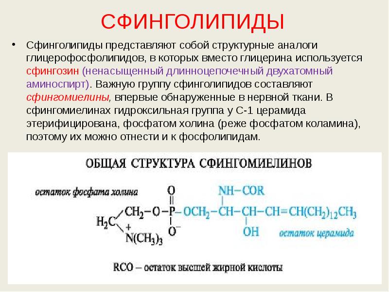 СФИНГОЛИПИДЫ Сфинголипиды представляют собой структурные аналоги глицерофосфолипидов, в которых вместо глицерина