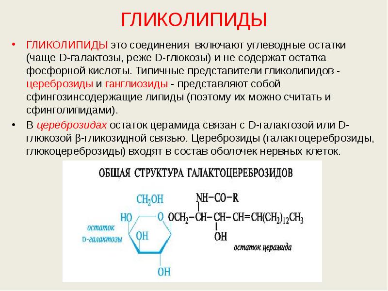 ГЛИКОЛИПИДЫ ГЛИКОЛИПИДЫ это соединения включают углеводные остатки (чаще D-галактозы, реже D-глюкозы)