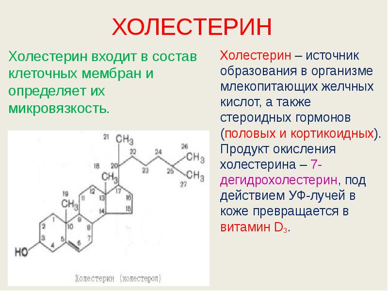 ХОЛЕСТЕРИН Холестерин входит в состав клеточных мембран и определяет их микровязкость.