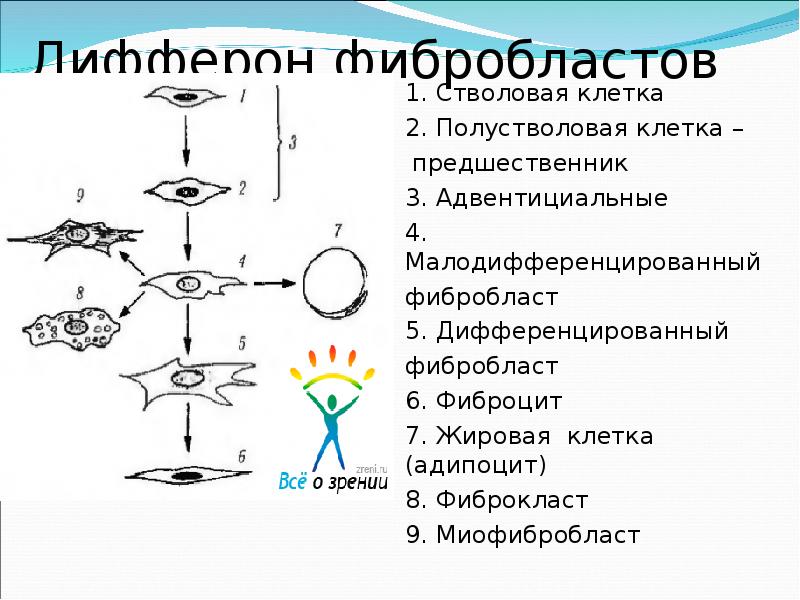 Как называется последовательность клеток приведенная на схеме