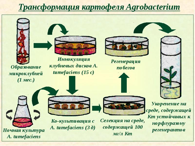 Трансгенные растения презентация