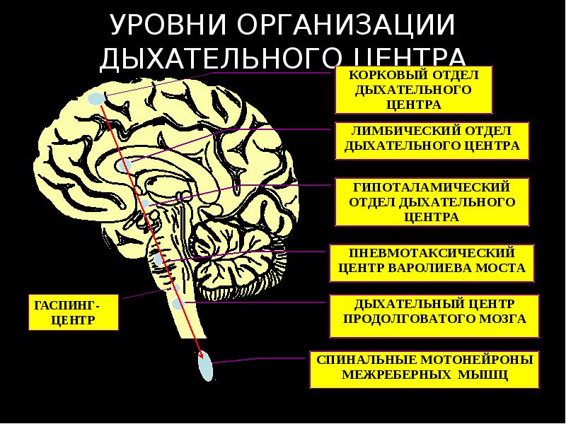 Центр дыхания в мозге. Дыхательный центр в мозге. Уровни организации дыхательного центра. Отдел могза центр дыхания. Регуляция дыхания дыхательный центр его уровни.