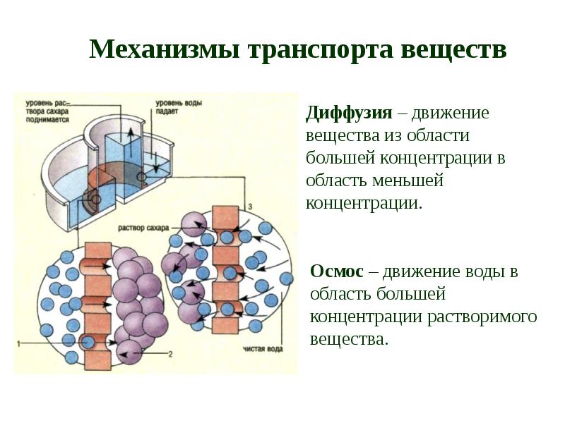 Перемещение веществ