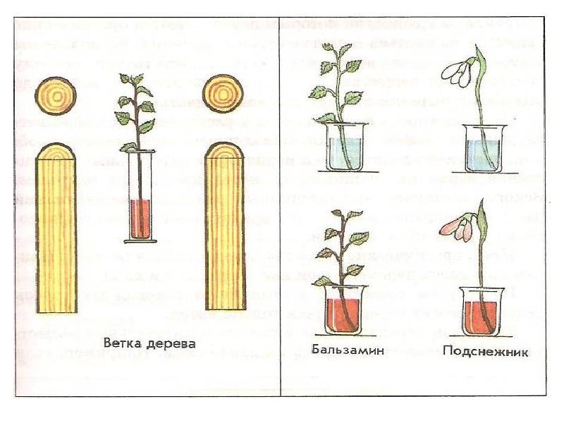 На рисунке представлены схемы трех опытов какие из них соответствуют опытам по наблюдению конвекции