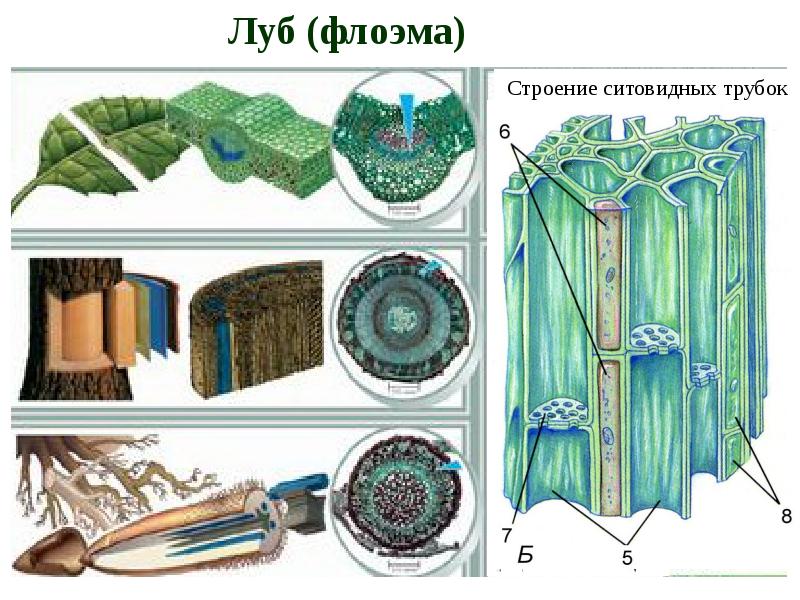 Флоэма и ксилема презентация