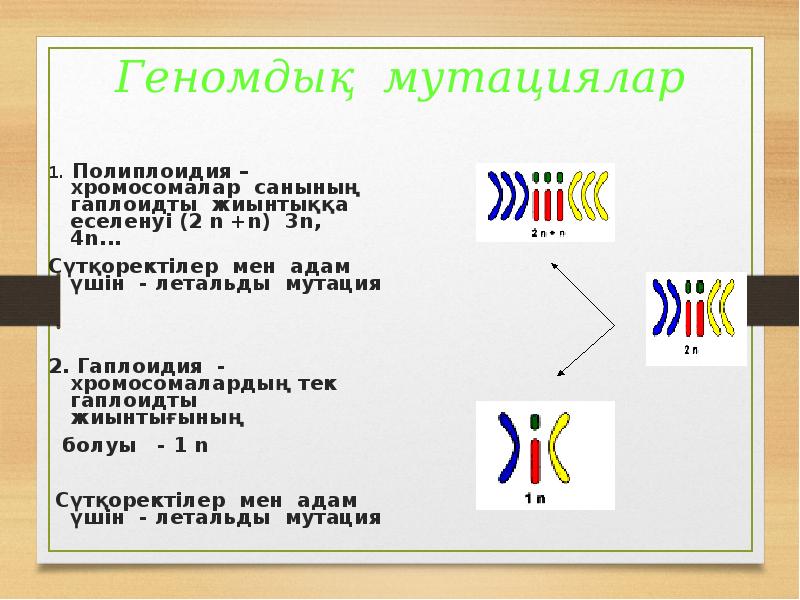 Геномдық мутациялар
1. Полиплоидия – хромосомалар санының гаплоидты жиынтыққа еселенуі Геномдық мутациялар
1. Полиплоидия – хромосомалар санының гаплоидты жиынтыққа еселенуі