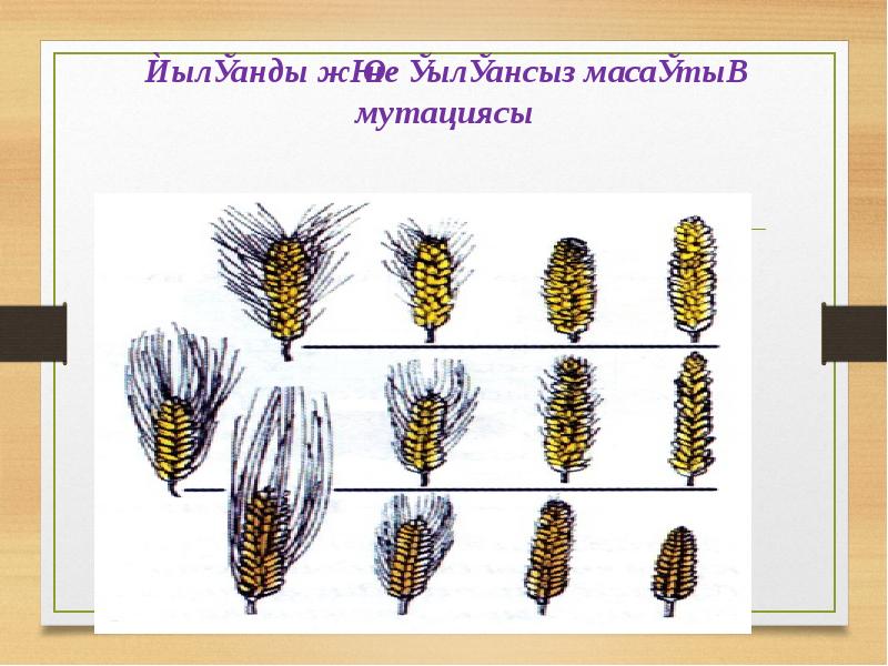 Қылқанды және қылқансыз масақтың мутациясы Қылқанды және қылқансыз масақтың мутациясы