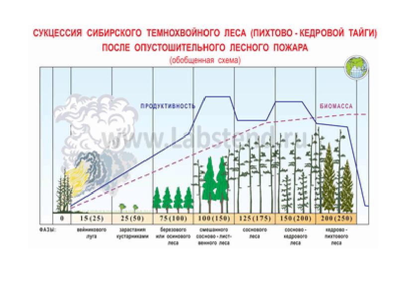 Развитие и смена растительных сообществ презентация