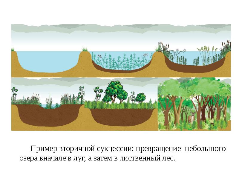 Экологическая сукцессия схема