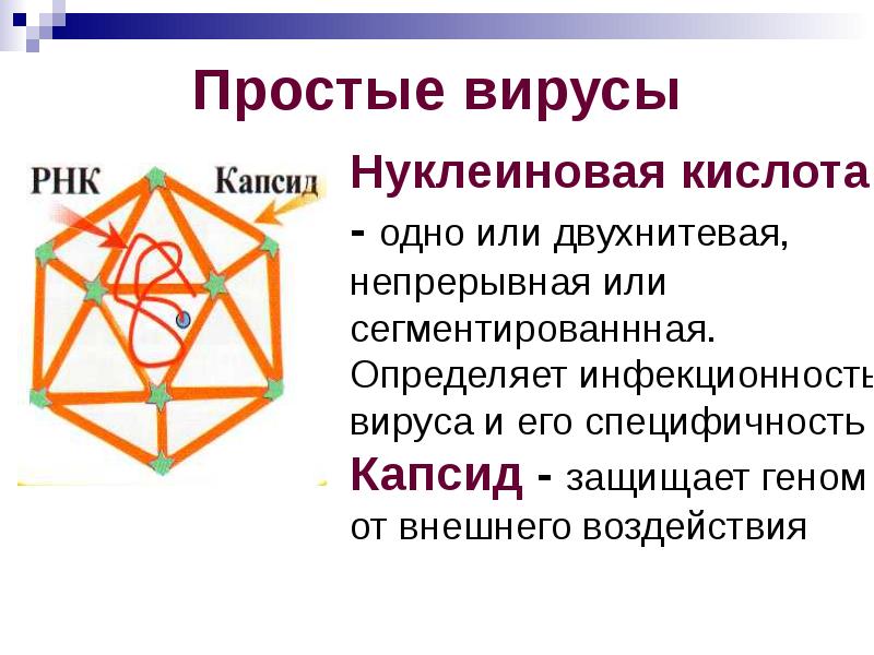 простые и сложные вирусы. вир. компьютерные вирусы. вир. компьютерные вирусы.