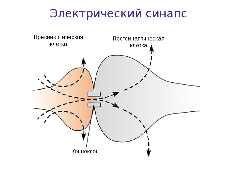 Схема электрического синапса