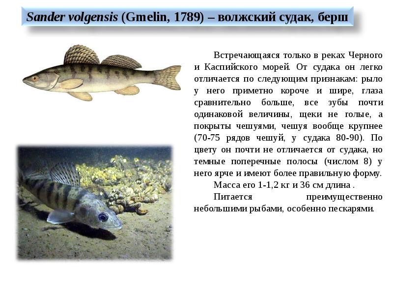 Отряд окунеобразные общая характеристика. Отряд окунеобразные представители таблица. Внешнее строение окунеобразных. Внешнее строение окунеобразных. Окунеобразные рыбы представители.