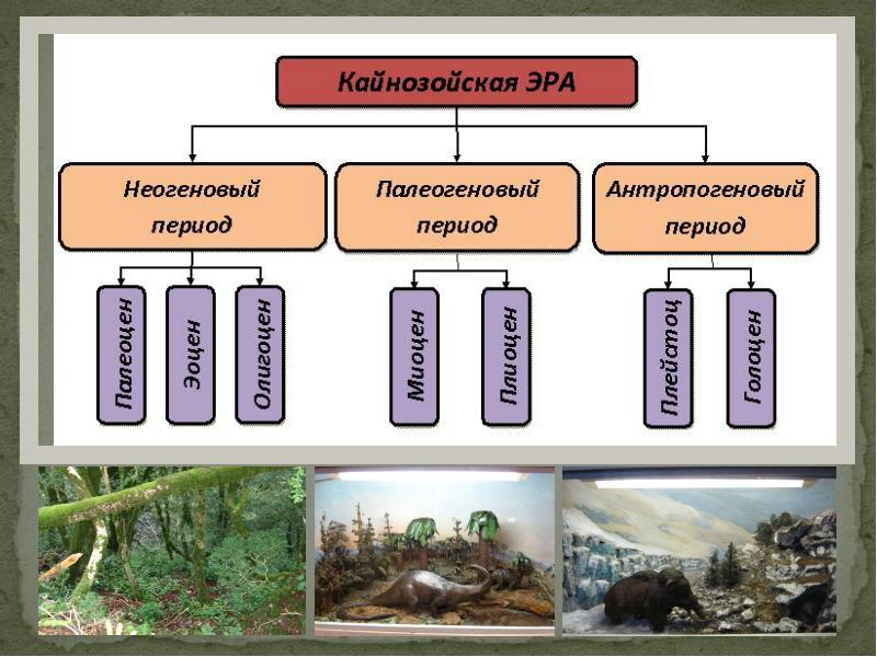 Развитие жизни на земле в кайнозойскую эру презентация