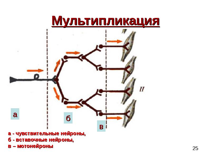 Последовательность нейронов. Мультипликация физиология. Мультипликация физиология ЦНС. Мультипликация нейронов. Мультипликация нервных центров.