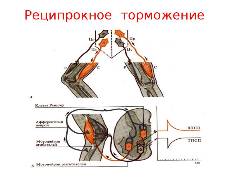 Схема торможения гольца