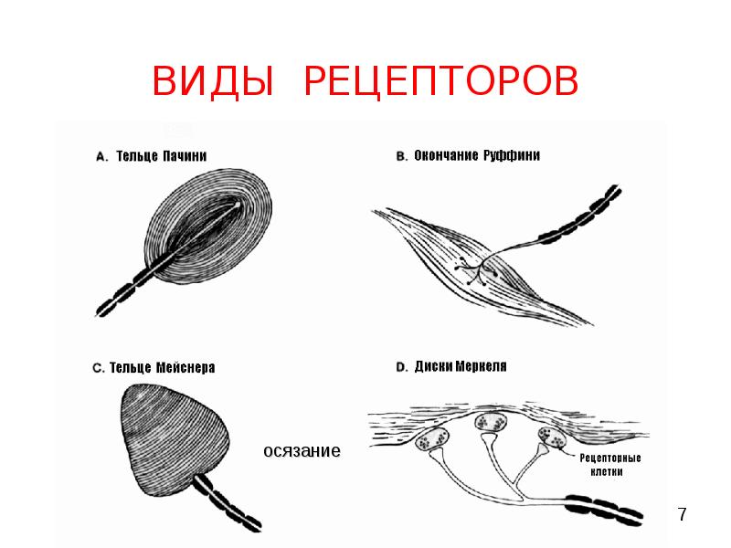 Рецепторы виды. Рецептор тельце Руффини. Виды рецепторов. Основные типы рецепторов в организме:. Виды рецепторов примеры.