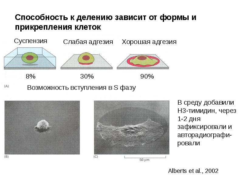 Формы клеточного деления. Адгезия клеток. Клеточный цикл. Слабая адгезия. Утратили способность к делению клетки.