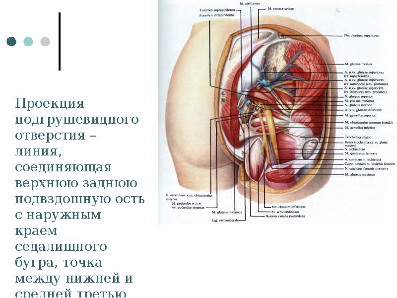 Топографическая анатомия и оперативная хирургия нижней конечности презентация