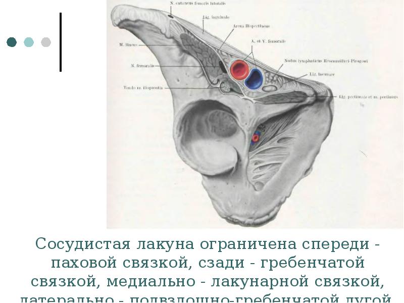 Мышечная и сосудистая лакуны схема