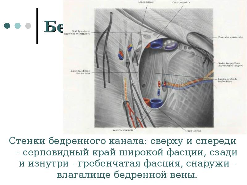 Топографическая анатомия и оперативная хирургия нижней конечности презентация