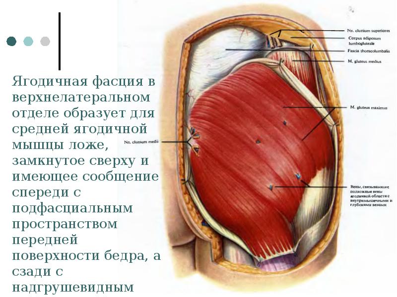 Топографическая анатомия и оперативная хирургия нижней конечности презентация