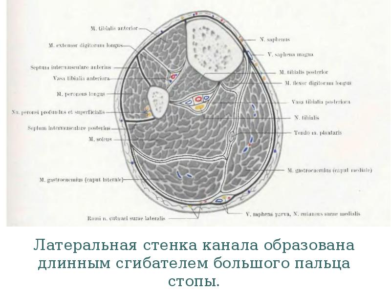 Топографическая анатомия и оперативная хирургия нижней конечности презентация