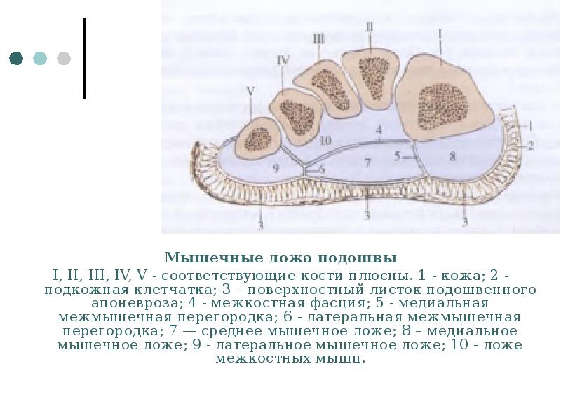 Поперечный распил кисти схема топографическая