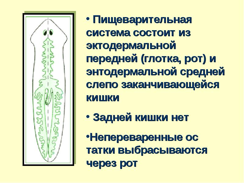 Пищеварительная система плоских червей