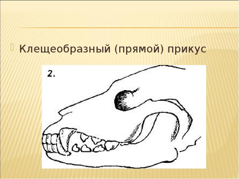 У собаки перекус рисунок