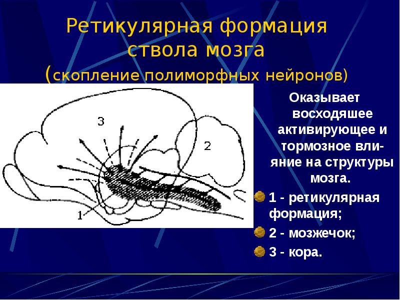 Ретикулярная формация мозга