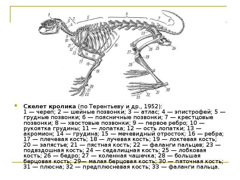 Ssavci Chiselnist Ssavciv Prezentaciya Doklad Proekt