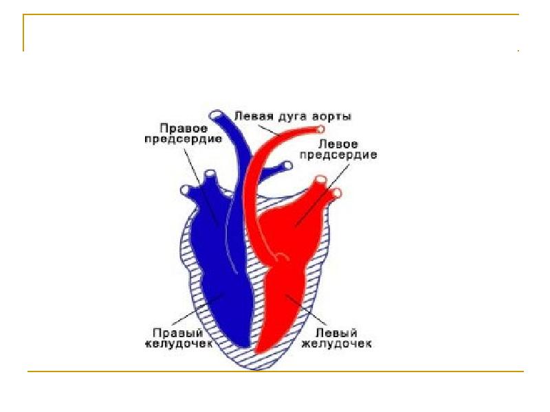 Рисунок сердца млекопитающего