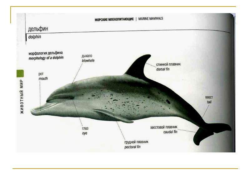 Строение дельфина в картинках