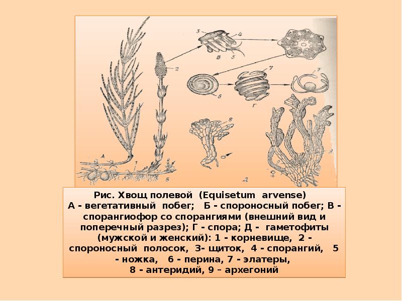 Рисунок хвоща с подписями