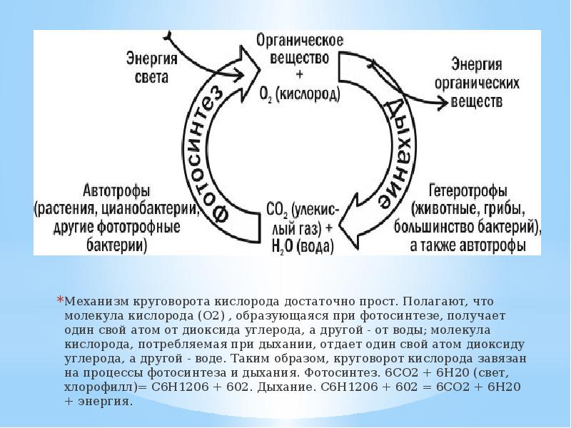 Механизм круговорота кислорода достаточно прост. Полагают, что молекула кислорода (О2) ,