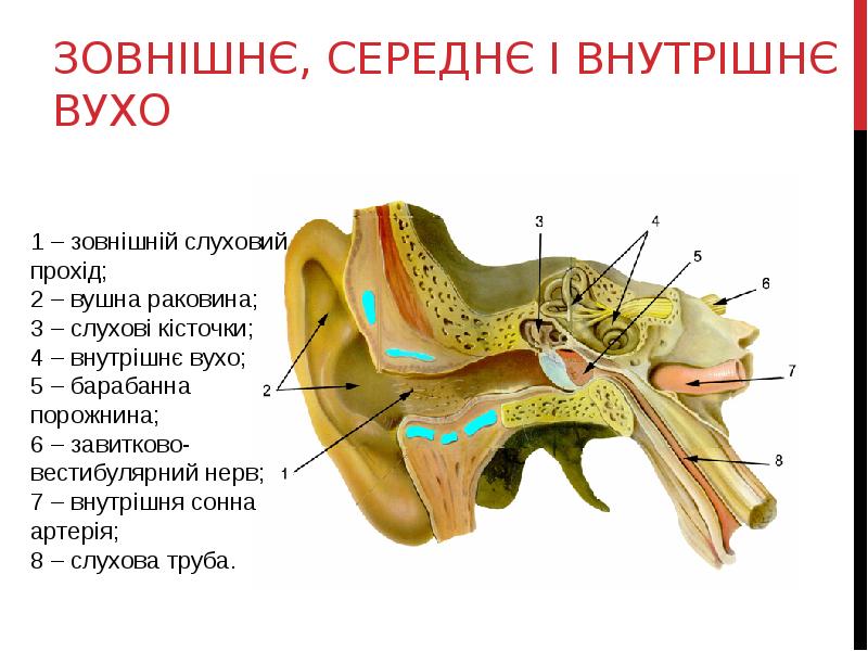 ЗОВНІШНЄ, СЕРЕДНЄ І ВНУТРІШНЄ ВУХО ЗОВНІШНЄ, СЕРЕДНЄ І ВНУТРІШНЄ ВУХО
