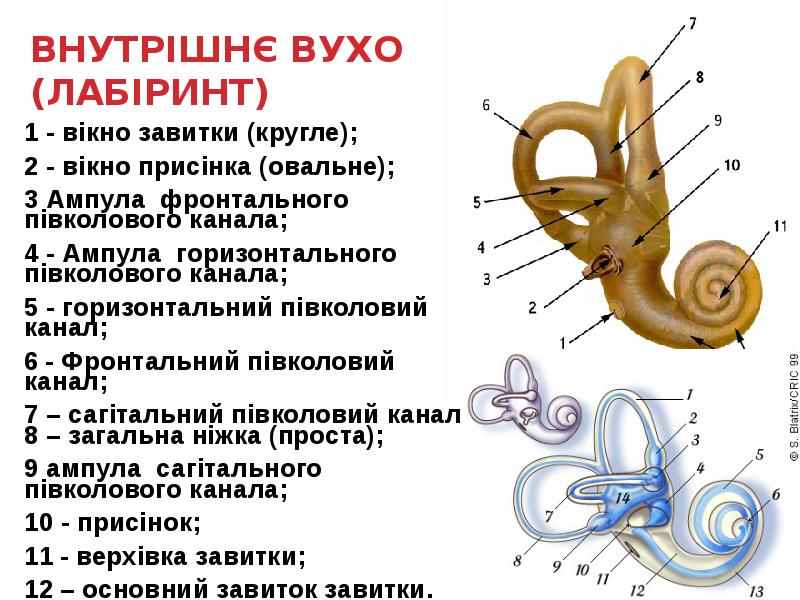 ВНУТРІШНЄ ВУХО (ЛАБІРИНТ)
1 - вікно завитки (кругле);
2 - ВНУТРІШНЄ ВУХО (ЛАБІРИНТ)
1 - вікно завитки (кругле);
2 -