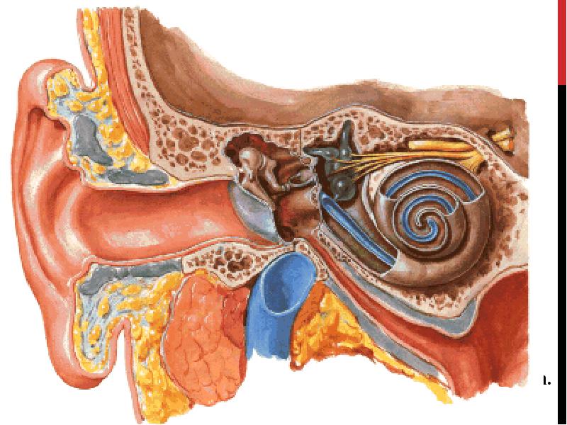 ANATOMY OF THE EAR ANATOMY OF THE EAR