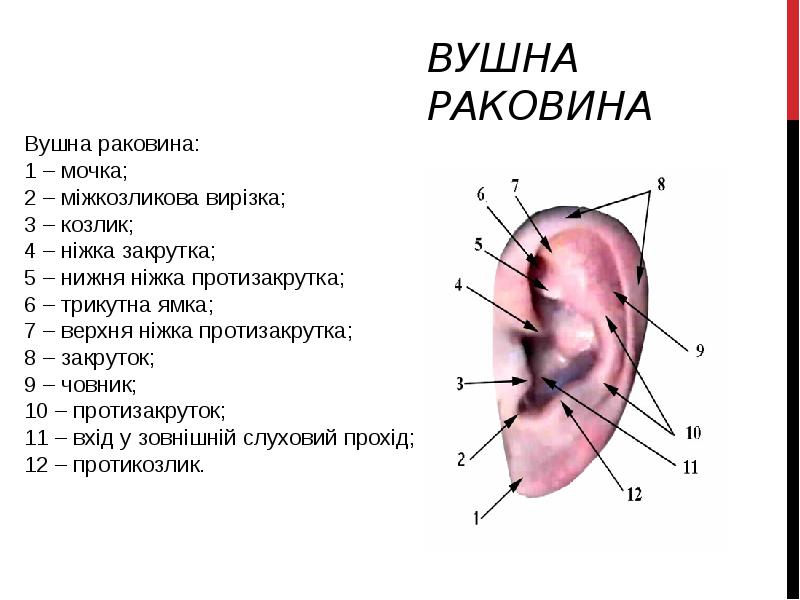 ВУШНА РАКОВИНА ВУШНА РАКОВИНА