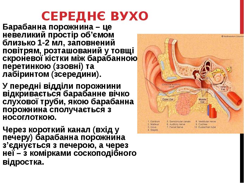 СЕРЕДНЄ ВУХО
Барабанна порожнина – це невеликий простір об’ємом близько 1-2 СЕРЕДНЄ ВУХО
Барабанна порожнина – це невеликий простір об’ємом близько 1-2