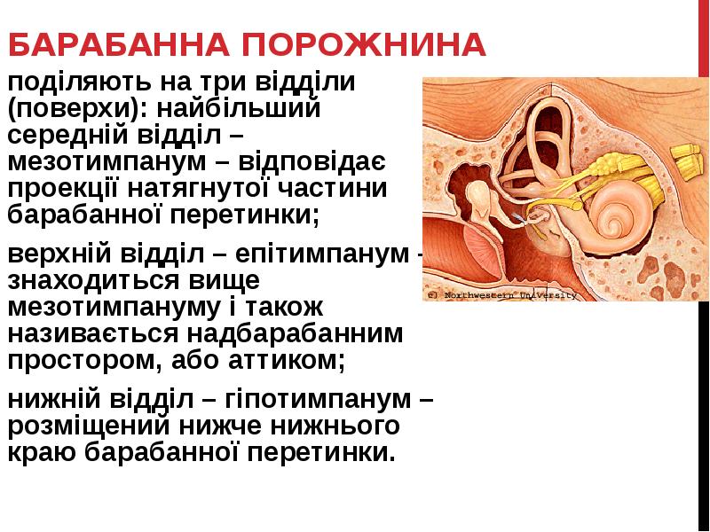 БАРАБАННА ПОРОЖНИНА
поділяють на три відділи (поверхи): найбільший середній відділ – БАРАБАННА ПОРОЖНИНА
поділяють на три відділи (поверхи): найбільший середній відділ –