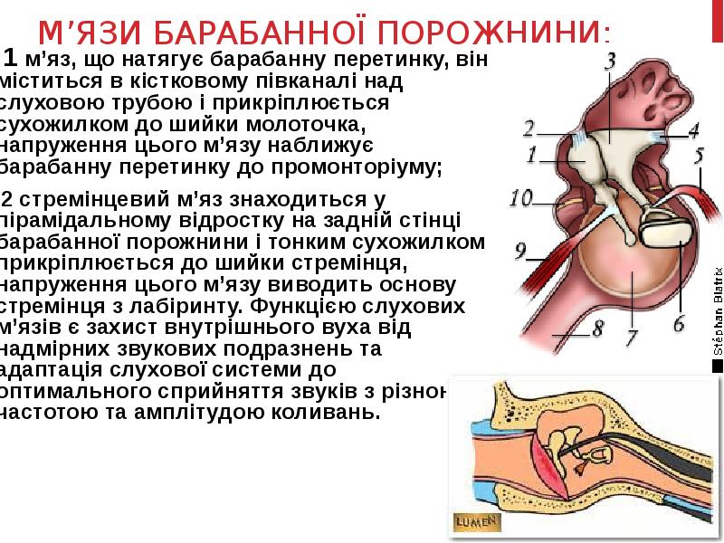 М’ЯЗИ БАРАБАННОЇ ПОРОЖНИНИ:
1 м’яз, що натягує барабанну перетинку, він М’ЯЗИ БАРАБАННОЇ ПОРОЖНИНИ:
1 м’яз, що натягує барабанну перетинку, він