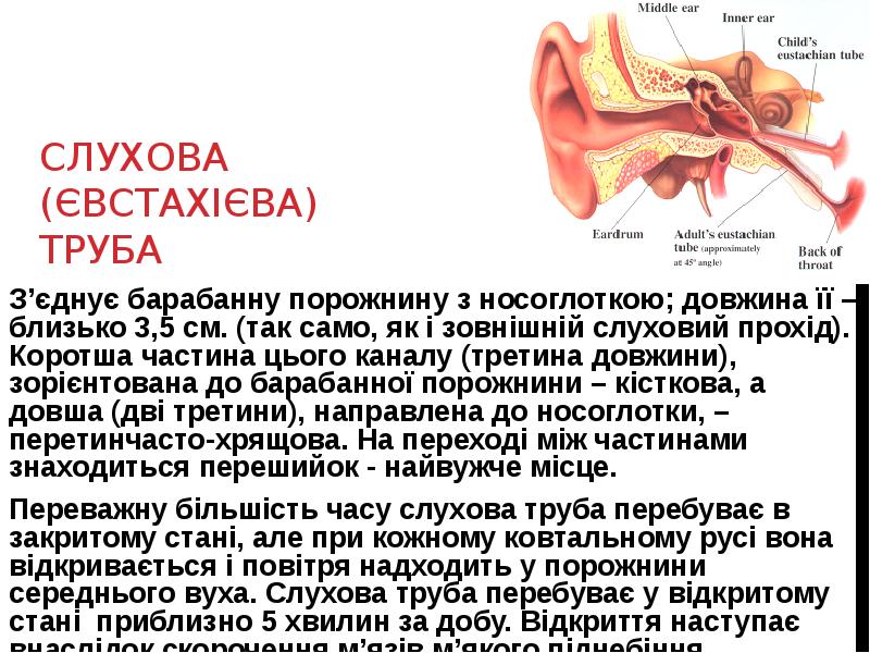 СЛУХОВА (ЄВСТАХІЄВА) ТРУБА
З’єднує барабанну порожнину з носоглоткою; довжина її – СЛУХОВА (ЄВСТАХІЄВА) ТРУБА
З’єднує барабанну порожнину з носоглоткою; довжина її –