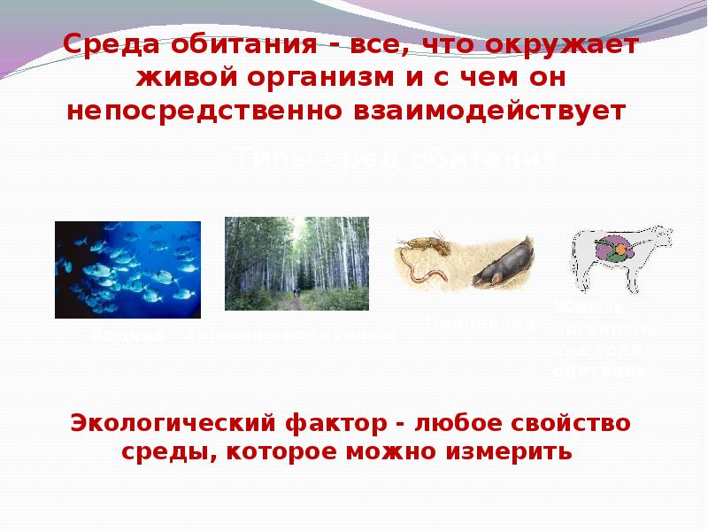 Среды жизни в экологии. Среды жизни. Основные среды жизни экология. Среда обитания это всё что окружает организм. Среда обитания – это все, что окружает организм..