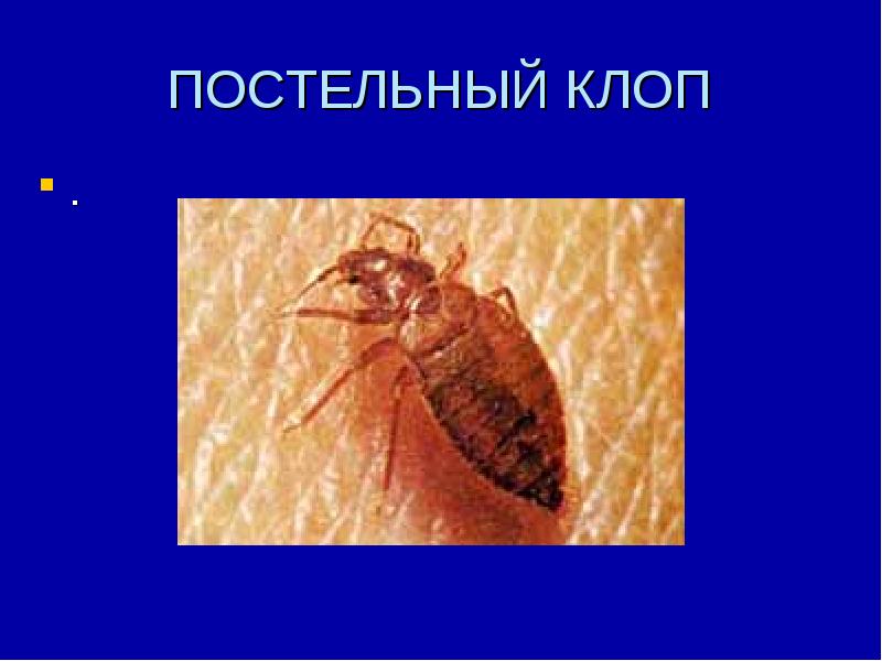 Полное превращение постельного клопа. Тип развития постельного клопа. Постельный клоп превращение. Постельный клоп неполное превращение. Постельный клоп Тип превращения.