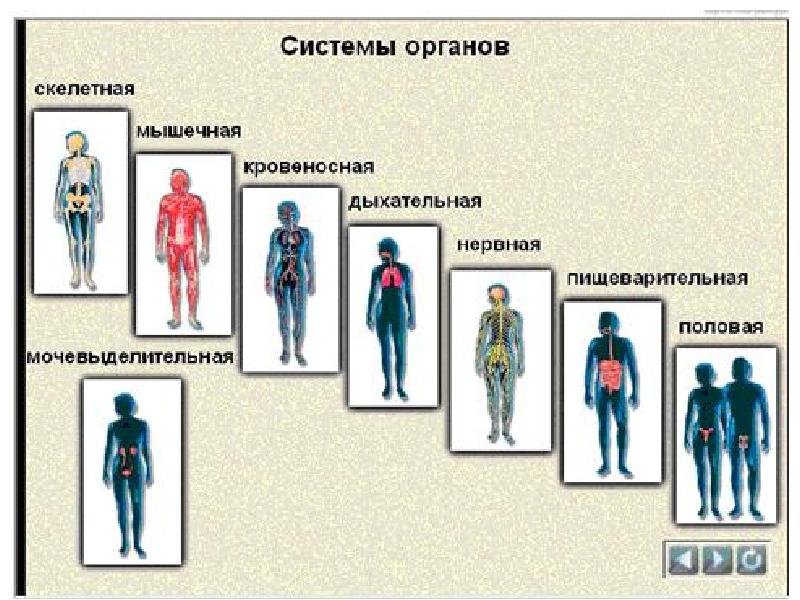 Какова правильная схема строения организма человека организм орган ткань система органов