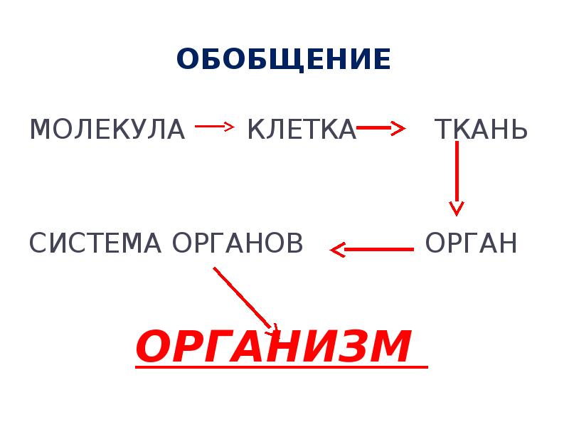 Схема клетка ткань орган система органов организм