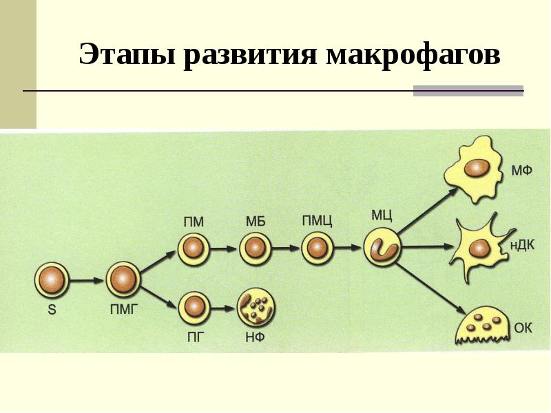 Факторы врожденного иммунитета презентация