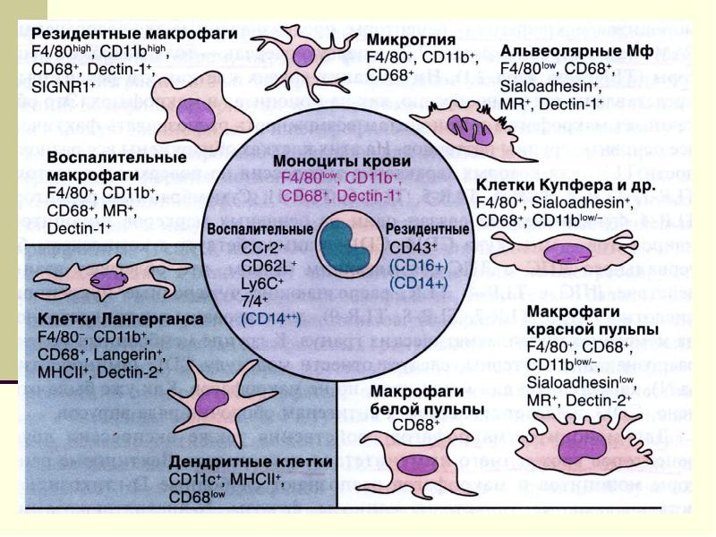 Факторы врожденного иммунитета презентация