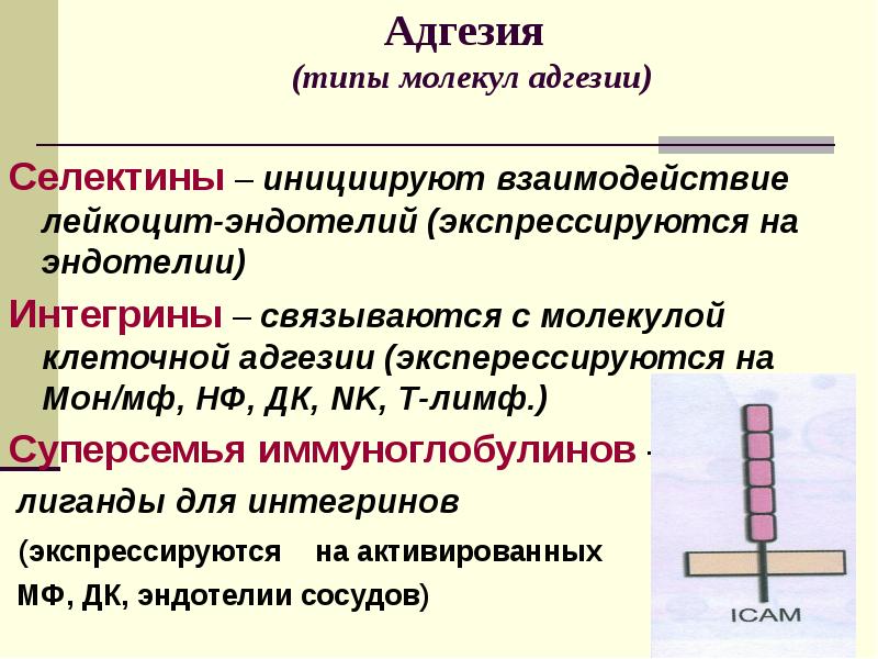 Факторы врожденного иммунитета презентация